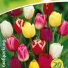 Triumph Tulpe Prachtmischung (18 Stück) | Triumph-Tulpen Von Quedlinburger