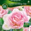 Gefüllte Mehrblütige Tulpe Angelique (10 Stück) | Mehrblütige Tulpen Von Quedlinburger -Angebote Samen Zauber Store 533120 Gefuellte mehrbluetige Tulpe Angelique 10 Stueck 309964 qb 0