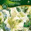 Papagei Tulpe Super Parrot (10 Stück) | Papagei-Tulpen Von Quedlinburger -Angebote Samen Zauber Store 533121 Papagei Tulpe Super Parrot 10 Stueck 309966 qb 0