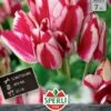 Tulpe Flaming Club (7 Stück) | Mehrblütige Tulpen Von Sperli -Angebote Samen Zauber Store 533194 Tulpe Flaming Club 7 Stueck 452020 0