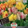 Tulpe Candy Club Mix (7 Stück) | Tulpenmischung Von Sperli -Angebote Samen Zauber Store 533195 Tulpe Candy Club Mix 7 Stueck 452082 0