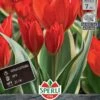 Wildtulpe Unicum (7 Stück) | Wildtulpe Von Sperli -Angebote Samen Zauber Store 533248 Wildtulpe Unicum 7 Stueck 456042 0