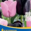 Einfache Späte Tulpe Candy Friends (8 Stück) | Tulpenzwiebeln Von Kiepenkerl -Angebote Samen Zauber Store 533514 Einfache spaete Tulpe Candy Friends 8 Stueck 506091 0