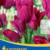 Mehrblütige Tulpe Night Club (7 Stück) | Tulpenzwiebeln Von Kiepenkerl -Angebote Samen Zauber Store 533519 Mehrbluetige Tulpe Night Club 7 Stueck 501270 0