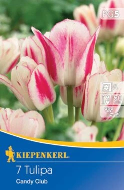 Mehrblütige Tulpe Candy Club (7 Stück) | Tulpenzwiebeln Von Kiepenkerl