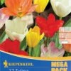 Mega-Pack Fosteriana-Tulpe Mischung (17 Stück) | Tulpenzwiebeln Von Kiepenkerl -Angebote Samen Zauber Store 533579 Mega Pack Fosteriana Tulpe Mischung 17 Stueck 508750 0