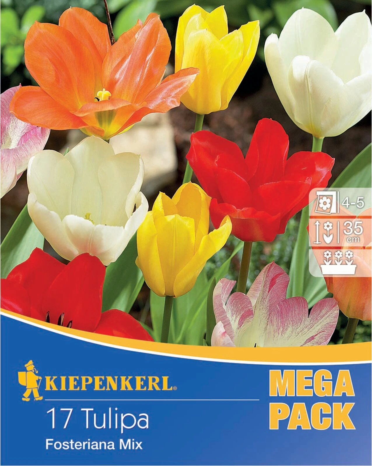 Mega-Pack Fosteriana-Tulpe Mischung (17 Stück) | Tulpenzwiebeln Von Kiepenkerl 3 Mega-Pack Fosteriana-Tulpe Mischung (17 Stück) | Tulpenzwiebeln Von Kiepenkerl