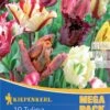 Mega-Pack Papagei Tulpe Papageien Mischung (12 Stück) | Tulpenzwiebeln Von Kiepenkerl -Angebote Samen Zauber Store 533587 Mega Pack Papagei Tulpe Papageien Mischung 12 Stueck 598751 0