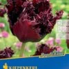 Gefranste Tulpe Labrador (7 Stück) | Tulpenzwiebeln Von Kiepenkerl -Angebote Samen Zauber Store 533634 Gefranste Tulpe Labrador 7 Stueck 501751 0