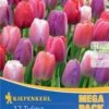 Mega-Pack Darwin-Hybrid-Tulpe Big Pride Mischung (17 Stück) | Tulpenzwiebeln Von Kiepenkerl -Angebote Samen Zauber Store 533649 Mega Pack Darwin Hybrid Tulpe Big Pride Mischung 17 Stueck 508552 0