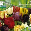 Papageien Tulpe Mischung (25 Stück) | Tulpenzwiebeln Von Pegasus 2 Papageien Tulpe Mischung (25 Stück) | Tulpenzwiebeln Von Pegasus -Angebote Samen Zauber Store 533652 Papageien Tulpe Mischung 25 Stueck 595323 0