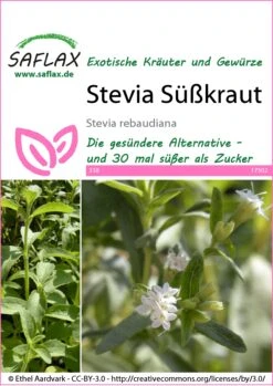 Süßkraut Stevia | Steviasamen Von Saflax -Angebote Samen Zauber Store 535676 Suesskraut Stevia 17502 sa 0