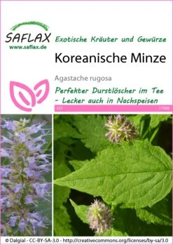 Koreanische Minze | Minzesamen Von Saflax