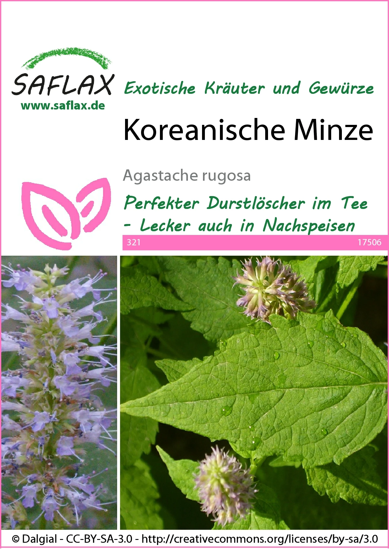 Koreanische Minze | Minzesamen Von Saflax 3 Koreanische Minze | Minzesamen Von Saflax