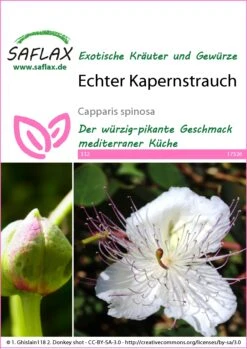 Echter Kapernstrauch | Kapernsamen Von Saflax -Angebote Samen Zauber Store 535691 Echter Kapernstrauch 17526 sa 0