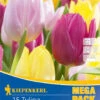 Mega-Pack Einfache Frühe Tulpe Princen Mischung (15 Stück) | Tulpenzwiebeln Von Kiepenkerl -Angebote Samen Zauber Store 538135 Mega Pack Einfache fruehe Tulpe Princen Mischung 15 Stueck 508101 0