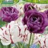 Tulpe Carnaval De Nice &amp; Blue Diamond (10 Stück) | Tulpenzwiebeln Von Pegasus -Angebote Samen Zauber Store 538226 Tulpe Carnaval de Nice und Blue Diamond 10 Stueck 599079 0