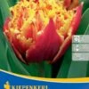 Gefranste Tulpe Golddust (7 Stück) | Tulpenzwiebeln Von Kiepenkerl -Angebote Samen Zauber Store 543942 Gefranste Tulpe Golddust 7 Stueck 504493 0