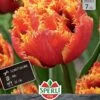 Tulpe Gold Dust (7 Stück) | Gefranste Tulpen Von Sperli -Angebote Samen Zauber Store 543952 Tulpe Gold Dust 7 Stueck 454130 0