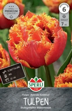 Tulpe Gold Dust (7 Stück) | Gefranste Tulpen Von Sperli