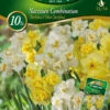 Combipack Narzissen Mix (5 Stück) | Narzissenzwiebeln Von Quedlinburger -Angebote Samen Zauber Store 546151 Combipack Narzissen Mix 309730 qb 0