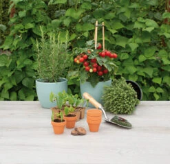 5 X 5,7 Cm Terracotta Töpfe (9 Stück) | Anzuchttöpfe Von Sogo -Angebote Samen Zauber Store 548518 5 x 5 7 cm Terracotta Toepfe 9 Stueck 887322 sg 3