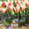Tulpe Ancilla (7 Stück) | Kaufmanniana-Tulpen Von Sperli -Angebote Samen Zauber Store 549447 Tulpe Ancilla 7 Stueck 454543 0