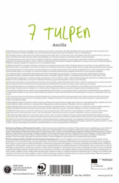 Angebote Samen Zauber Store -Angebote Samen Zauber Store 549447 Tulpe Ancilla 7 Stueck 454543 1