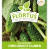 Einlegegurke Vorgebirgstrauben (100 Stück) | Einlegegurkensamen Von FLORTUS -Angebote Samen Zauber Store 549867 Einlegegurke Vorgebirgstrauben 100 Stueck 2000 0484 100x 1