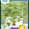 Petersilie Laura | Petersiliensamen Von Nelson Garden -Angebote Samen Zauber Store 552132 Petersilie Laura 90949 ng 0
