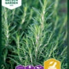 Rosmarin | Rosmarinsamen Von Nelson Garden