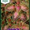 Buntnessel Wizard Coral Sunrise | Thymiansamen Von Nelson Garden -Angebote Samen Zauber Store 552241 Jamaika Thymian Wizard Coral Sunrise 94261A ng 0
