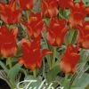 Tulpe Red Riding Hood (20 Stück) | Tulpenzwiebeln Von Sam Van Schooten -Angebote Samen Zauber Store 555220 Tulpe Red Riding Hood 20 Stueck 10220 bl 0