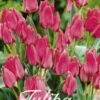 Tulpe Toronto (20 Stück) | Tulpenzwiebeln Von Sam Van Schooten