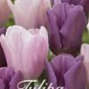 Tulpe Promise (15 Stück) | Tulpenzwiebeln Von Sam Van Schooten -Angebote Samen Zauber Store 555228 Tulpe Promise 15 Stueck 10249 bl 0