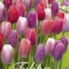 Tulpe Garden Pride (20 Stück) | Tulpenzwiebeln Von Sam Van Schooten -Angebote Samen Zauber Store 555277 Tulpe Garden Pride 20 Stueck 10381 bl 0