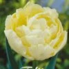 Tulpe Verona (7 Stück) | Tulpenzwiebeln Von Sam Van Schooten -Angebote Samen Zauber Store 555288 Tulpe Verona 7 Stueck 80039 bl 0