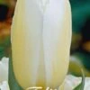 Tulpe Francoise (10 Stück) | Tulpenzwiebeln Von Sam Van Schooten -Angebote Samen Zauber Store 555311 Tulpe Francoise 10 Stueck 80152 bl 0