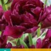 Tulpe Showcase (7 Stück) | Tulpenzwiebeln Von Jub Holland -Angebote Samen Zauber Store 559629 Tulpe Showcase 10 Stueck 301560 jb 0