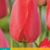 Tulpe Red Impression (10 Stück) | Tulpenzwiebeln Von Jub Holland -Angebote Samen Zauber Store 559662 Tulpe Red Impression 10 Stueck 302350 jb 0