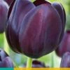 Tulpe Queen Of Night (7 Stück) | Tulpenzwiebeln Von Jub Holland