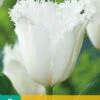 Tulpe Honeymoon (7 Stück) | Tulpenzwiebeln Von Jub Holland -Angebote Samen Zauber Store 559678 Tulpe Honeymoon 10 Stueck 303220 jb 0