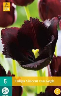 Tulpe Vincent Van Gogh (5 Stück) | Tulpenzwiebeln Von Jub Holland