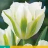 Tulpe Spring Green (7 Stück) | Tulpenzwiebeln Von Jub Holland -Angebote Samen Zauber Store 559691 Tulpe Spring Green 10 Stueck 303470 jb 0