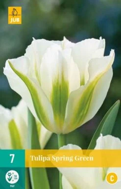Tulpe Spring Green (7 Stück) | Tulpenzwiebeln Von Jub Holland