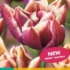 Tulpe Wyndham (7 Stück) | Tulpenzwiebeln Von Jub Holland 1 Tulpe Wyndham (7 Stück) | Tulpenzwiebeln Von Jub Holland -Angebote Samen Zauber Store 559712 Tulpe Wyndham 10 Stueck 304159 jb 0