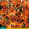 Tulpe Little Princess (10 Stück) | Tulpenzwiebeln Von Jub Holland