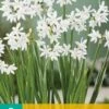 Narzisse Paperwhite (5 Stück) | Narzissenzwiebeln Von Jub Holland -Angebote Samen Zauber Store 559927 Narzisse Paperwhite 5 Stueck 312210 jb 0