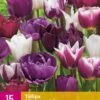 Tulpe Blueberry Mix (15 Stück) | Tulpenzwiebeln Von Jub Holland