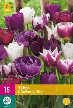 Tulpe Blueberry Mix (15 Stück) | Tulpenzwiebeln Von Jub Holland
